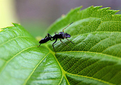 Ant on a leave